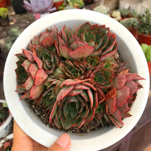 花巷多肉园艺大棚 央金大老桩大群生捧花红色血斑好养一物一拍