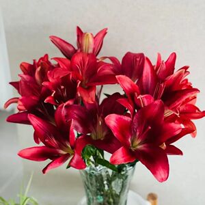 星苑-b级红宝石亚百合│红色小头百合无香味云南昆明鲜花基地直发