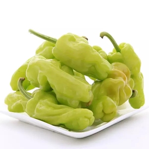 800人付款淘宝云南新鲜皱皮辣椒 虎皮辣椒青皮辣椒新鲜蔬菜圆椒3斤一