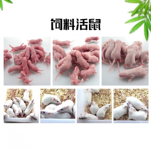 小白鼠活体冰冻老鼠乳鼠粉皮红白霜跳跳成体繁殖组爬宠饲料猫饲料