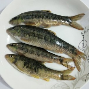 油鱼广西特产巴马油鱼 正宗红水河鱼 穗唇鲃鱼小溪鱼新鲜鲜活现杀