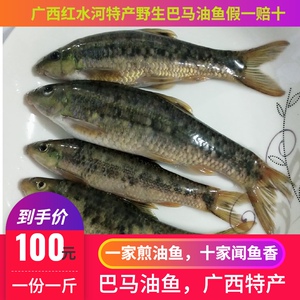 油鱼广西特产巴马油鱼 野生红水河鱼 穗唇鲃鱼小溪鱼新鲜鲜活现杀
