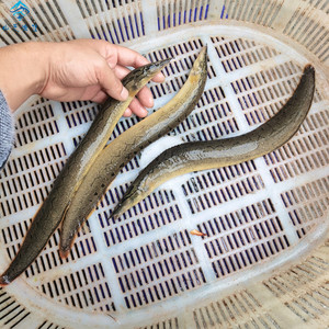 刺鳅鱼广西红水河鲜活新鲜钢鳅鱼刀鳅鱼石锥猪麻记刀割淡水辣锥鱼