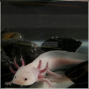 娃娃鱼鱼苗观赏鱼鱼缸蝾螈淡水鱼观赏小型冷鲜活两栖宠物水族专用