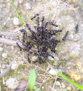 00梦幻黑吧专卖柜淘宝基氏细猛蚁细颚蚁行军蚁大体型集体作战品种会