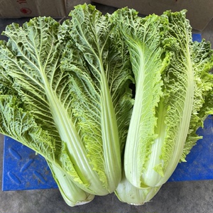 湖北农家自种新鲜蔬菜青麻叶白菜大白菜包心大白菜去老叶5斤包邮