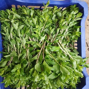 野生枸杞叶菜新鲜蔬菜枸杞头嫩芽农家自种现摘农家野菜野生枸杞芽