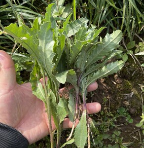 刺儿菜新鲜带刺菜带根帯叶七七菜狗牙刺纯野生小蓟中药材小蓟草