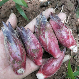 现摘湖北特产生洋荷姜阳荷姜新鲜当季蔬菜野菜阳荷新鲜洋河农家菜