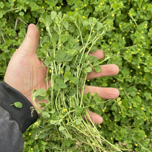 现摘苜蓿菜新鲜黄花苜蓿农家草头金花菜母鸡头南苜蓿现采包邮