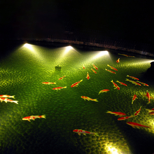 水下灯水池景观灯防水庭院别墅院子装饰金黄色暖光锦鲤金鱼鱼池灯