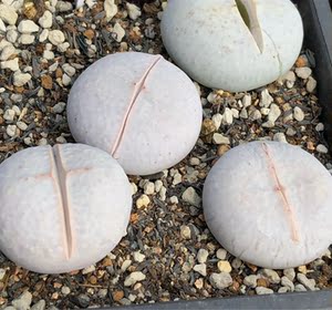 生石花 南蛮玉 高尔夫 两年尺寸1.7