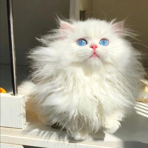 纯白拿破仑矮脚猫幼猫蓝眼家养蓝白乳白曼基康米努特短腿活体纯种