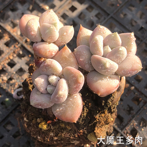 奶油公主 多肉植物美人奶酪系列 新品杂交贵货肉肉盆栽大魔王多肉