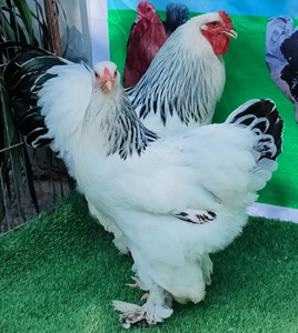 鸡公蛋-淘宝拼多多热销鸡公蛋货源拿货 - 阿里巴巴货源