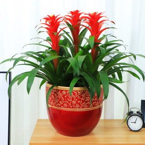 鸿运当头组合盆栽凤梨花室内办公司喜庆年宵花吸甲醛大型绿植盆栽