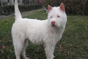 出售下司犬幼犬纯种下司犬猎犬贵州下司猎犬活体幼犬猎狗杜高犬