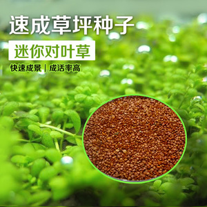 水草种子 迷你对叶 前景草 大叶珍珠种子 鱼缸水族箱造景装饰