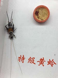 山仙子鸣虫