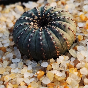 大型士童仙人球