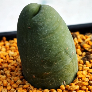 程程柱jj带根仙人球多肉植物防辐射绿植盆栽趣味吸甲醛阳台容易养