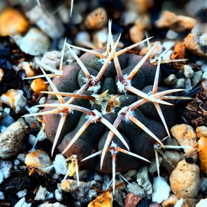 狂刺天平丸裸萼实生仙人球多肉植物趣味室内阳台绿植盆栽夏季易养
