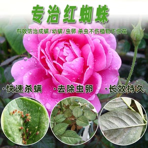 红蜘蛛专用药杀虫剂月季玫瑰杀螨杀卵绣球杜鹃植物花卉杀虫剂家用