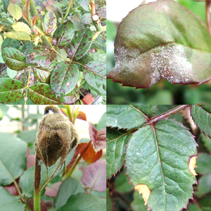 植物杀菌剂月季霜霉病坏死斑玫瑰花黑斑病花卉白粉病家用通用杀菌