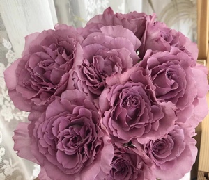 紫色奥斯汀香水玫瑰切花暮光之城扦插苗包对版