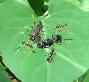 伊大头蚁蚁后活体蚂蚁男生生日礼物弓背蚁(活动折扣价)