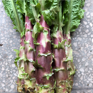 重庆农家自种新鲜莴笋红皮笋现摘现发时令莴苣蔬菜露天5斤装包邮