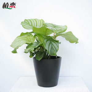 青苹果竹芋小盆栽喜阴观叶绿植可水培养办公室内客厅桌面 同城