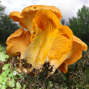 54同款货源哈妞旗舰店天猫哈妞云南特产榆黄菇干货100g鸡油黄菌