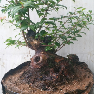 乌饭树苗树桩南烛树盆栽盆景熟桩小老桩美观绿植