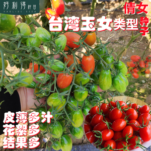 圣女果台湾玉女凤珠千禧小番茄种子玲珑贝贝樱桃小柿子种籽孑阳台