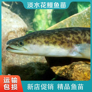 淡水花鳗白鳗鱼苗鲈鳗鱼苗池塘混养鱼塘鳗鱼苗活体鳝苗大型鱼类