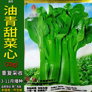 靓丽油青甜菜心20g早熟油菜苔尖蔬菜种子籽油菜苔绿芸苔油菜阳台