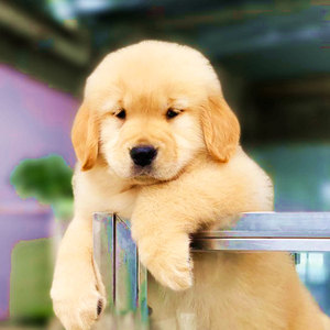 金毛犬纯种活体宠物狗导盲犬赛级大骨架浅色系金毛幼犬高品质聪明