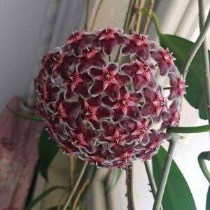 黑龙球兰  粉龙球兰 垂吊攀援花卉 球兰花盆栽绿植四季常青