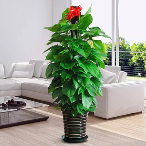 树状大叶绿萝盆栽大盆室内客厅卧室长藤绿萝室内树状小叶绿萝盆栽