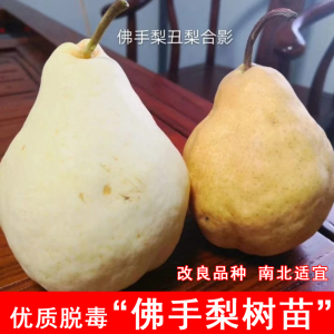 嫁接佛手梨树苗晚熟丑梨苗特大脆甜盆地栽北南方庭院种植当年结果