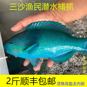 海南鹦鹉鱼