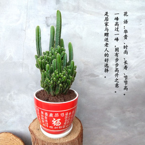 桌面万重山盆景老桩仙人山盆栽仙人柱五指山防辐射吸甲醛多肉植物