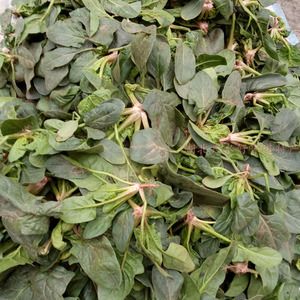 本地小菠菜 湖北随州广水应季新鲜蔬菜农村现摘食用农产品5斤包邮