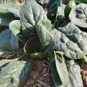 新鲜现摘圆叶红根菠菜赤根波斯菜矮杆大叶蔬菜红嘴绿鹦哥青菜5斤