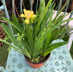 香雪兰盆栽花苗小苍兰花卉带花苞多年生开花带香味冬季开花年宵花