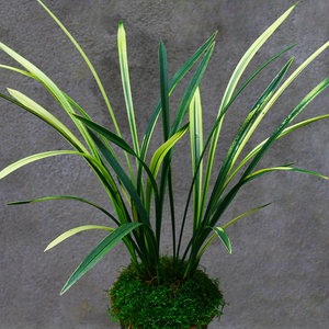 兰花【八宝奇珍】名贵金边线艺进啦盆栽室内花卉兰草兰花苗好养