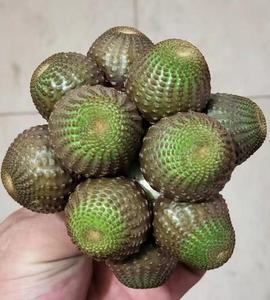 多肉植物,仙人球黑蝎子8-10公分,漳州大棚直销