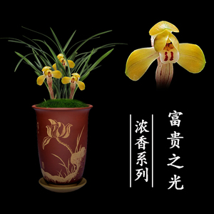 兰花苗盆栽植物室内春兰富贵之光浓香好养阳台客厅名贵原土带盆种