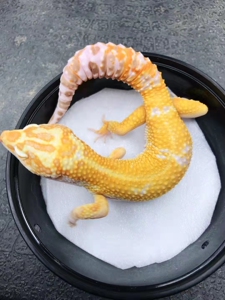 豹纹守宫蜥蜴爬宠活物入门级新手温顺可爱人工繁育小型懒人宠物